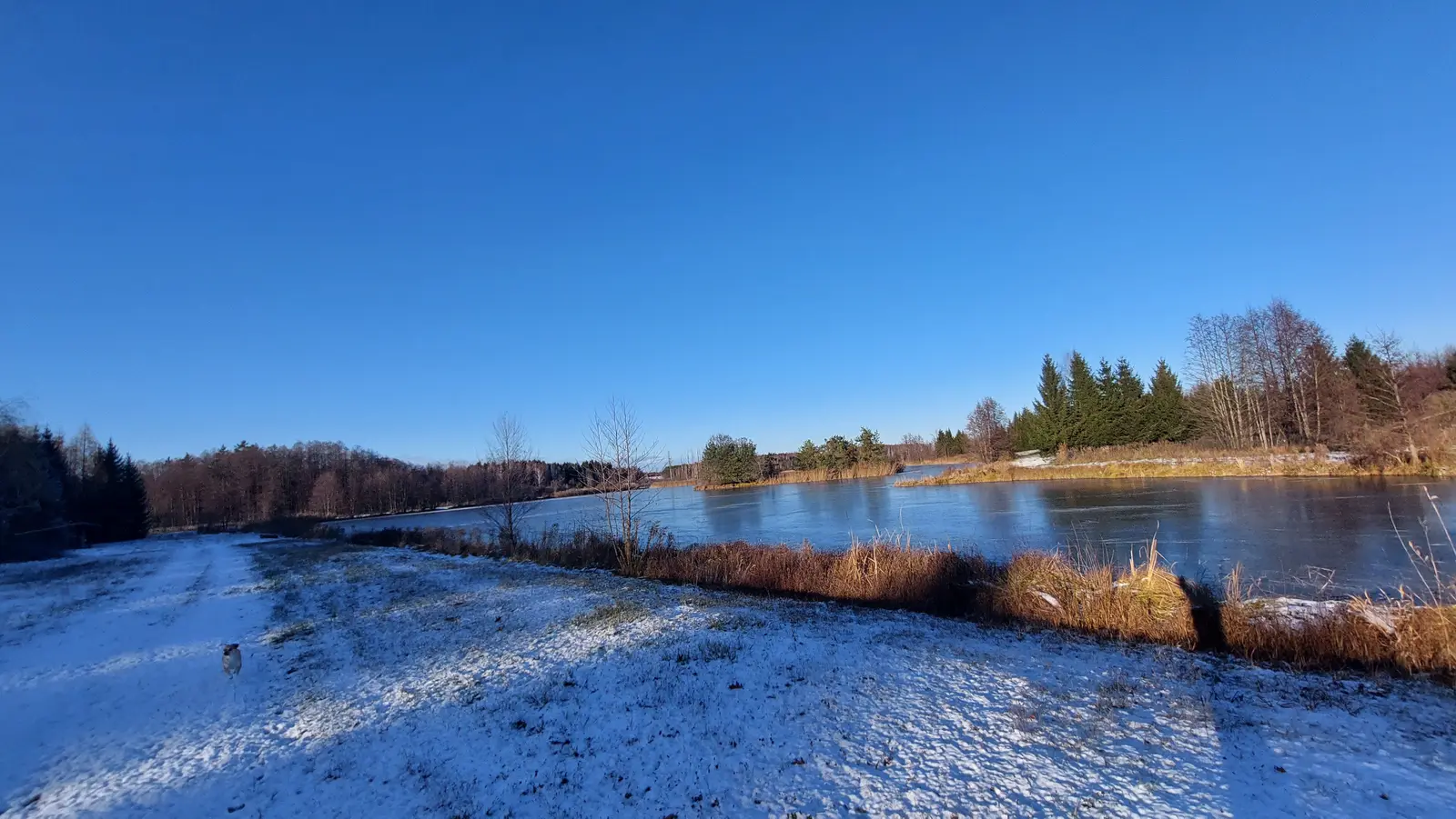 Krajobraz zimowy o proporcjach obrazu 16:9 ukazuje zamarznięte jezioro w słoneczny, bezchmurny dzień. Na pierwszym planie widoczna jest zaśnieżona ścieżka, po której idzie mały pies, oraz zeschłe trawy porastające brzeg zbiornika. W tle rozciąga się linia lasu z mieszanym drzewostanem, w którym dominują iglaki oraz drzewa liściaste pozbawione liści. Tafla jeziora ma ciemny, lodowaty odcień i odbija bezkresne, czyste niebo o intensywnie niebieskim kolorze. Całość kompozycji tworzy spokojną, chłodną scenerię, podkreśloną przez ostre światło słoneczne rzucające wyraźne cienie na brzegu.