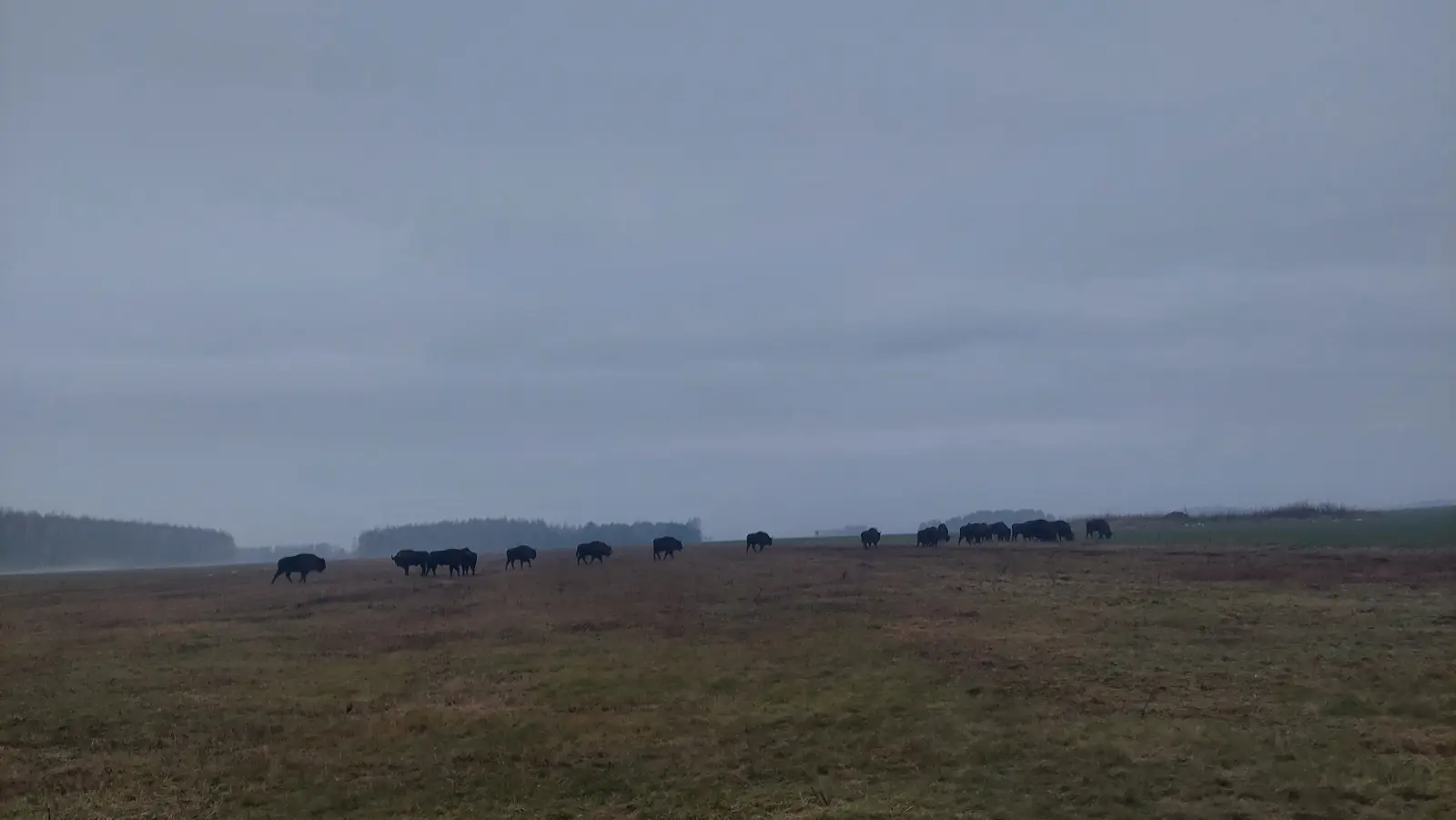 Krajobraz z żubrami w Puszczy Białowieskiej przedstawia panoramiczny widok na rozległe, trawiaste pole o proporcjach boków zbliżonych do 16:9. W centrum kadru, na horyzoncie, znajduje się stado żubrów, których ciemne sylwetki wyraźnie odcinają się od zamglonego, pochmurnego nieba o stalowym odcieniu. Pierwszy plan zajmuje niska, wysuszona trawa, która płynnie przechodzi w oddalony las majaczący w lekkiej mgle po lewej stronie. Całość kompozycji charakteryzuje surowa, zimowa lub jesienna atmosfera z dominacją szarości i stonowanych brązów. Widok oddaje spokój natury oraz naturalne środowisko życia tych potężnych zwierząt w ich europejskim siedlisku.