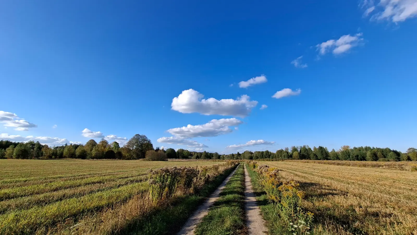Zdjęcie panoramiczne w formacie 16:9 przedstawia malowniczą polną drogę prowadzącą przez środek pożółkłego ścierniska pod bezchmurnym, błękitnym niebem z pojedynczymi, białymi obłokami. Piaszczysta ścieżka z dwoma wyraźnymi pasami wyjeżdżonymi w trawie przecina kadr centralnie, prowadząc wzrok widza w stronę odległego lasu na horyzoncie. Po obu stronach drogi rosną dzikie rośliny, w tym wysokie nawłocie o żółtych kwiatostanach, które podkreślają jesienny klimat krajobrazu. Horyzont jest niski, co sprawia, że otwarta przestrzeń nieba dominuje w górnej części kompozycji, nadając zdjęciu głębi i poczucia spokoju. Całość została wykonana w szerokim kącie, co pozwala na objęcie rozległego terenu uprawnego w pełnym, naturalnym oświetleniu słonecznym.